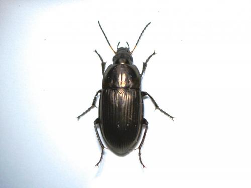 Réf. 252 250 : Amara ovata